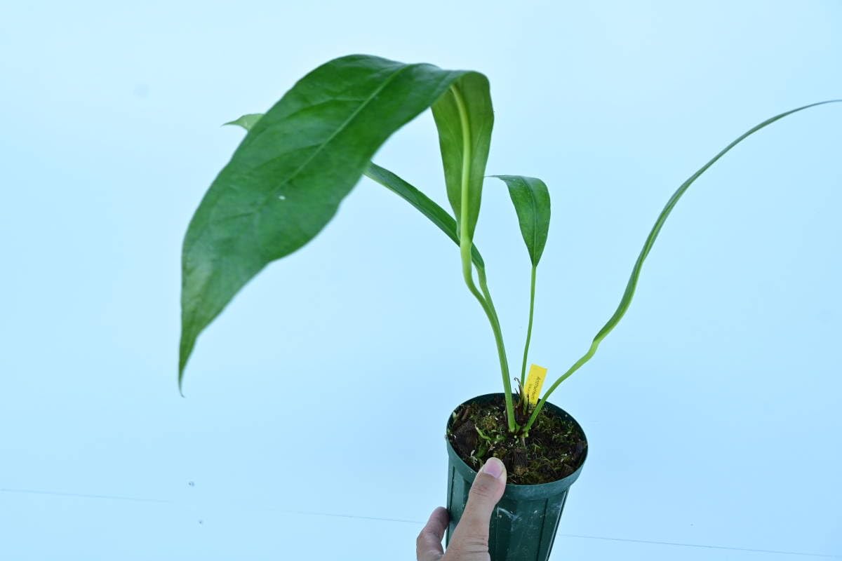 Anthrium BigBill アンスリウム 🌱Anthurium papillilaminum 🌱 【'Ralph Lynam' ✖︎ 'Fort